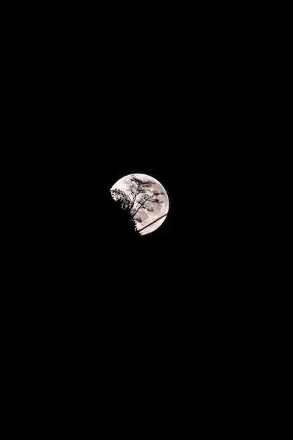 Luna piena con la sagoma di un albero a rio de janeiro in brasile.