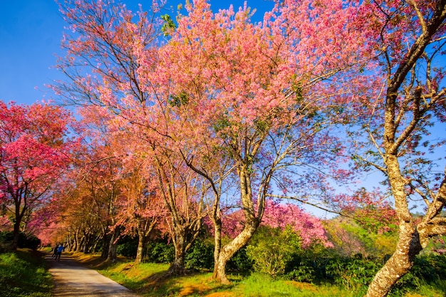 写真 タイ北部の朝の春に満開のピンクの桜地名クンワン