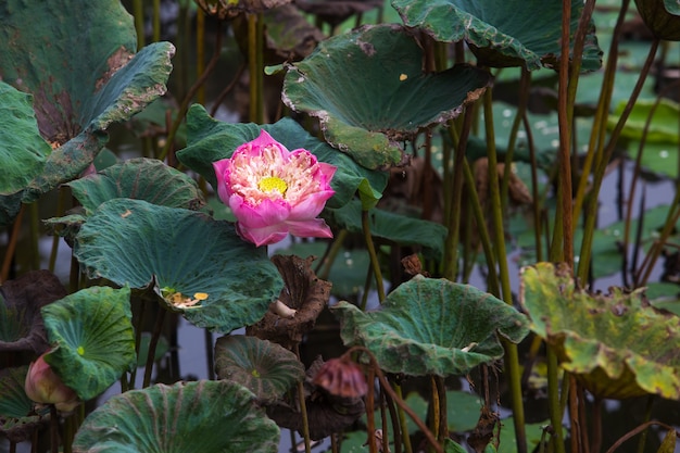 Full pink lotus leaf, surrounded by lotus leaf