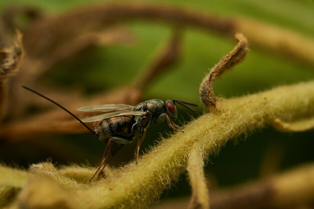 Full profile details of a fly with red eyes