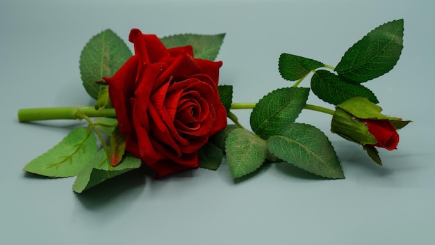 Full red rose isolated on white background