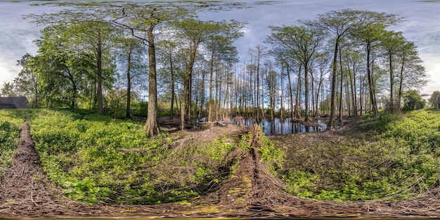 Full seamless spherical hdri panorama 360 degrees angle view\
among tall trees forest in water of swamp in equirectangular\
projection ready vr ar virtual reality content