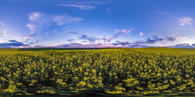 Full seamless spherical hdri panorama 360 degrees angle view on among rapseed canola colza fields in spring day with evening sky in equirectangular projection ready for VR AR virtual reality content