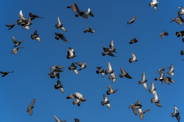 Photo full sky with a birds flock of the pigeons in the sky