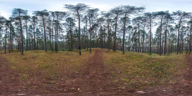 Full spherical hdri panorama 360 degrees angle view on pedestrian footpath and bicycle lane path in pinery forest in overcast weather in equirectangular projection VR AR content