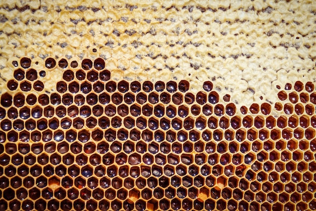 Full sweet honeycomb as a texture