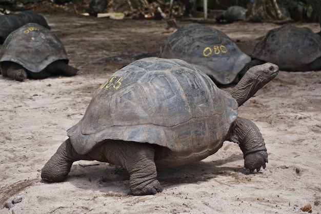 Foto vista completa delle tartarughe giganti di aldabra sull'isola di curiouse alle seychelles.