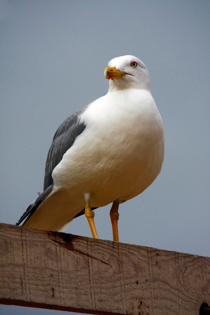 Fullbody-mening van een volwassen geel-legged meeuw bovenop een houten doos.