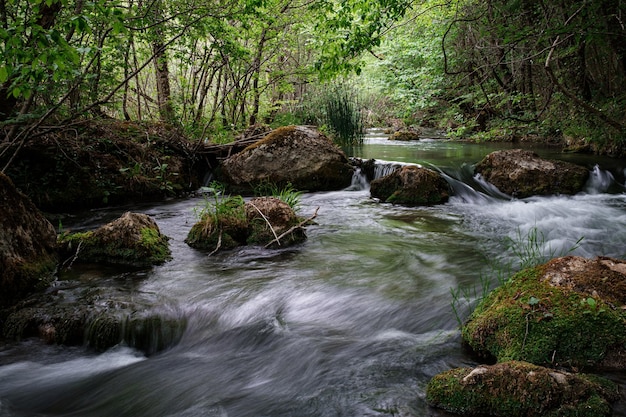 Полноводная река в зеленом солнечном лесу