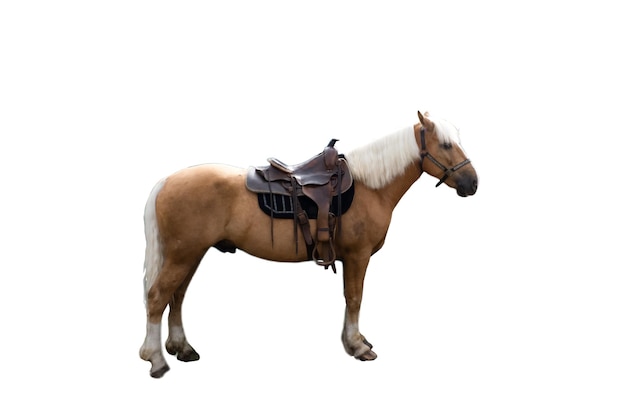 A fulllength horse with a saddle on a white background