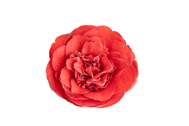 Fully bloom Red camellia flower isolated on white. Camellia japonica