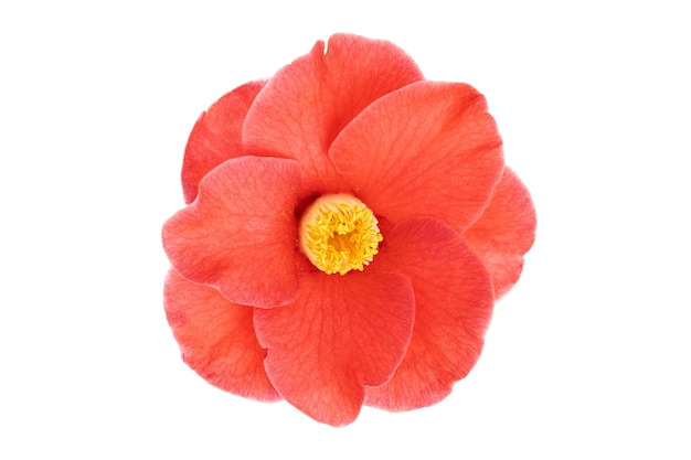 Photo fully bloom red camellia flower with yellow stamen and pistils isolated on white. camellia japonica