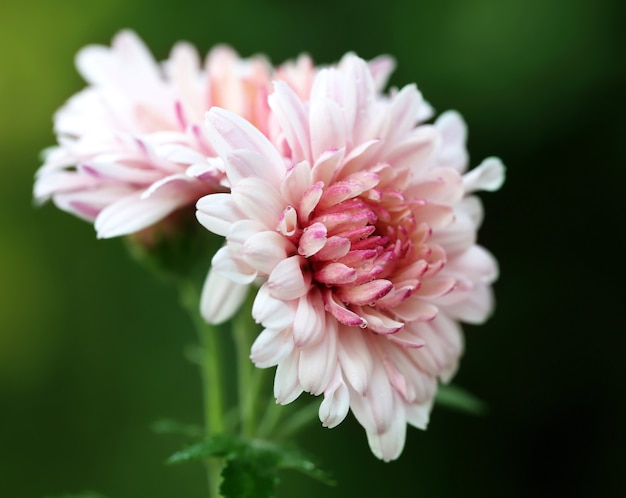 自然の中で満開の菊