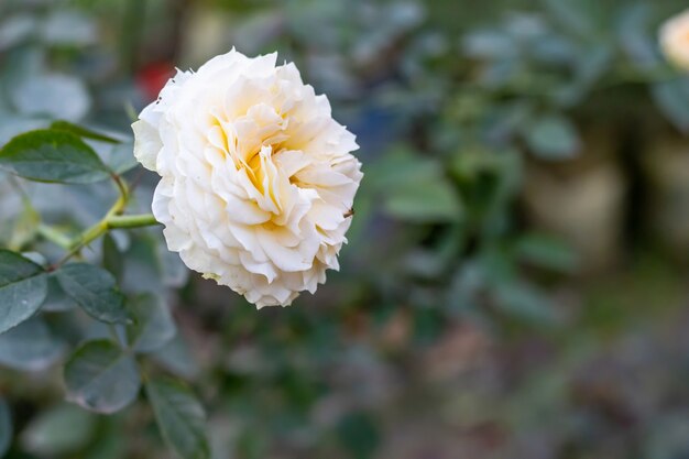 Fully bloomed white rose close up view with green leaves in the garden