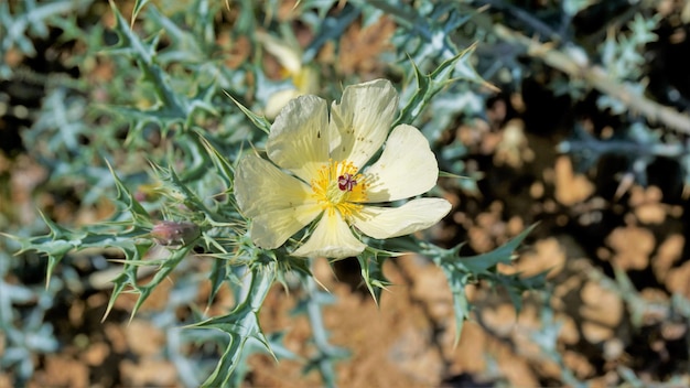 아르게모네 멕시카나 꽃 버뮤다 엉겅퀴 kateri ka phool 등의 만개한 꽃