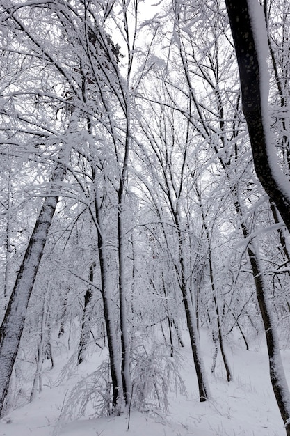 Fully covered with snow deciduous trees in winter, cold and snowy winters, trees growing in the park or in the forest in white snow after a snowfall