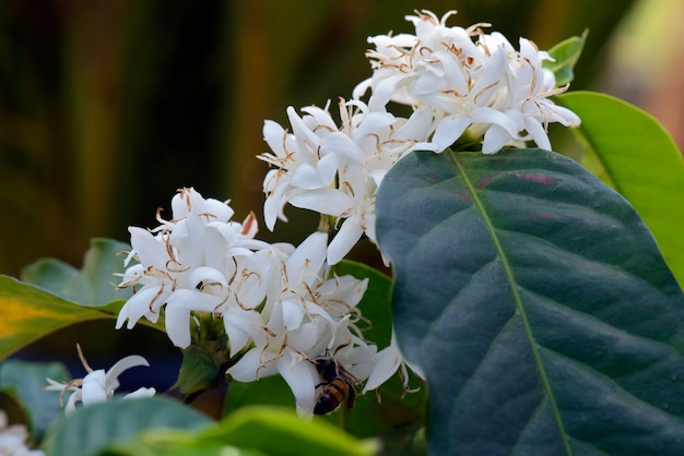 Fully flowered coffee tree