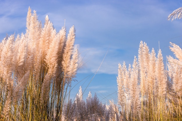 Erba kans fiorita completamente matura o fiori di amento sotto il cielo blu in una giornata di sole