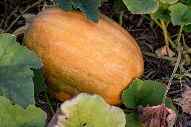 Fully mature ripe pumpkin vegetable ready to harvest on the farmland