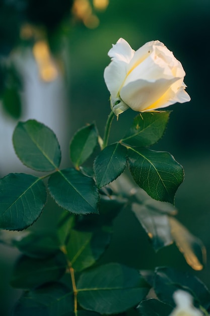 Fully open white rose with green petals in garden on flower bed Blooming beautiful rose