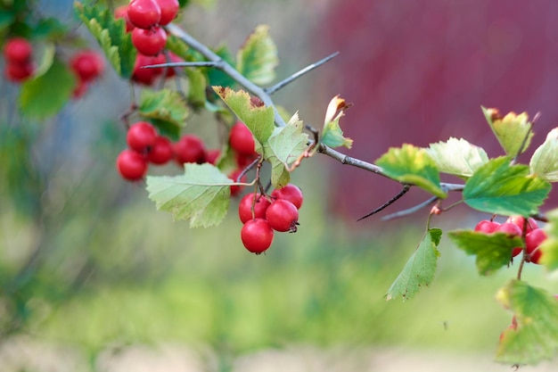 Fully ripe hawthorn fruit on a branch closeup