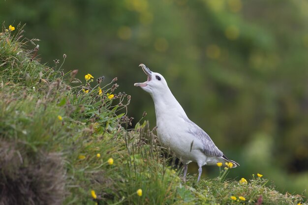 写真 フルマカモメは崖の端の草が茂った斜面に座っていた