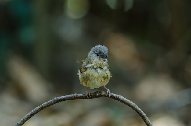 Fulvetta met bruine wangen, fulvetta met grijze ogen