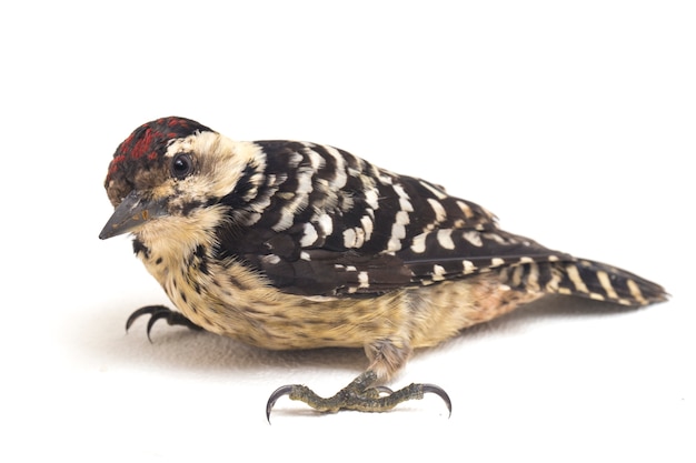 Fulvous-breasted Woodpecker bird