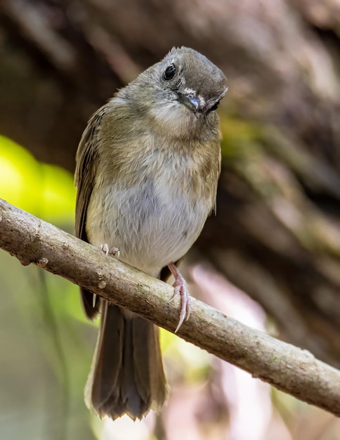 Fulvous-chested jungle-flycatcher rhinomyias olivacea borneo island