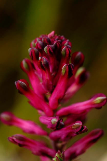 Fumaria densiflora - Fumaria는 Papaveraceae 계통의 초본 식물 속입니다.