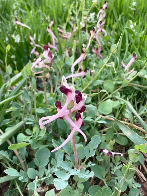 Fumaria officinalis or wild rue close up