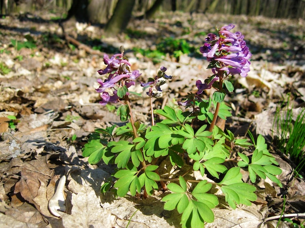 The fumewort (Corydalis solida) flowers closeup in sunny spring day