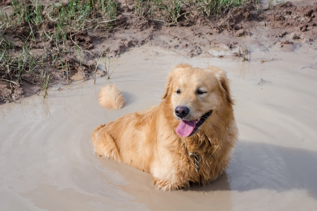 Fun golden retriever dog playing in the mud