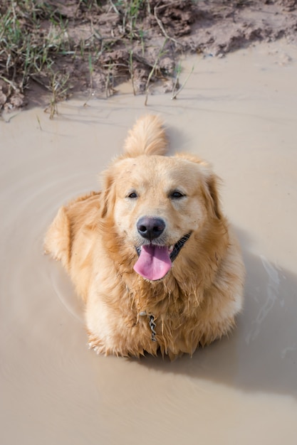 Fun golden retriever dog playing in the mud