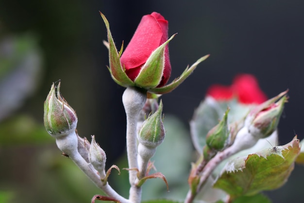 写真 真菌性疾患 バラの花のうどんこ病 葉と茎の白い斑点