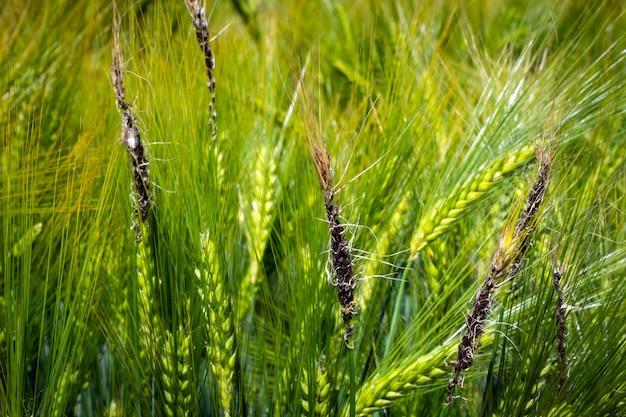 Fungal diseases on the ear of brewing barley.