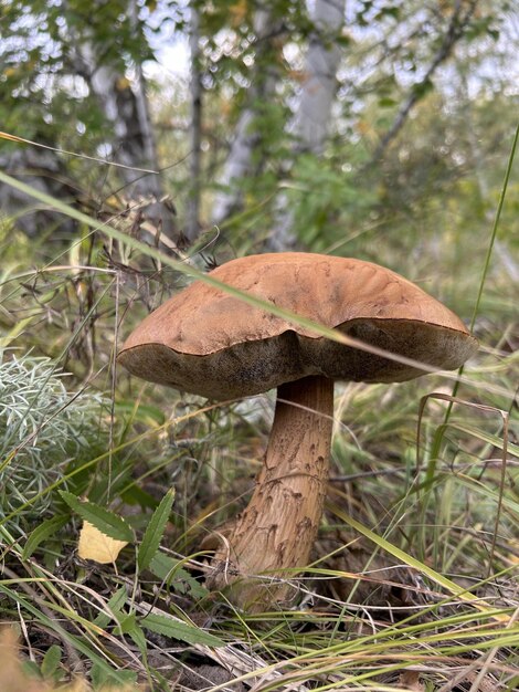 Un fungo cresce su un ramo d'albero in mezzo all'erba in un paesaggio naturale