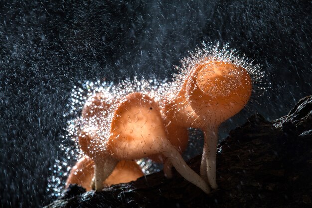 Fungi cup on decay wood with rain, in rainforest of Thailand