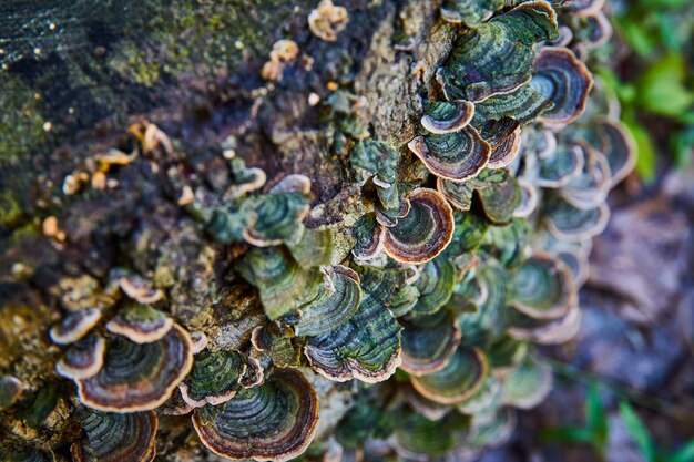 写真 小さな丸太を覆う菌類の詳細とキノコ