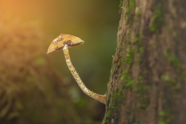 Foto funghi dalla foresta pluviale