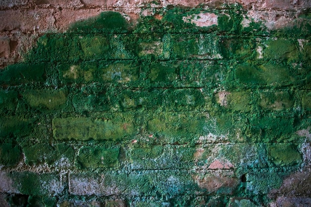 Fungi green moss on the old brick wall has an abstract\
background texture