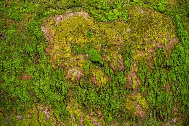 Fungi Green Moss old concrete wall abstract Texture background wallpaper