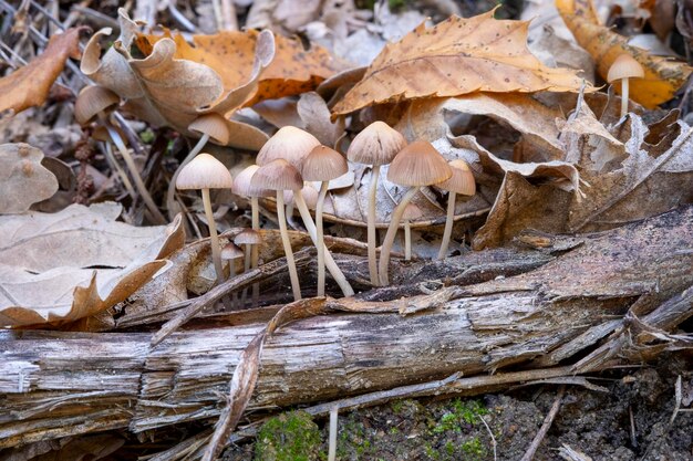 곰팡이 Mycena inclinata 나무 숲