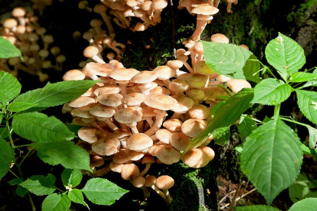 木の切り株の菌類