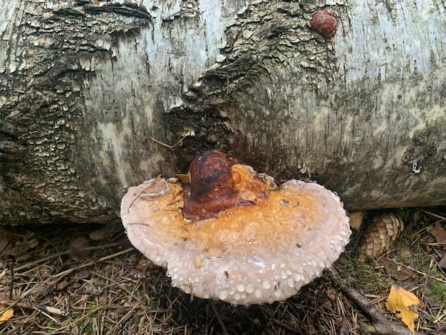 곰팡이 기생충인 Phellinus igniarius는 숲의 나무에서 자랍니다.