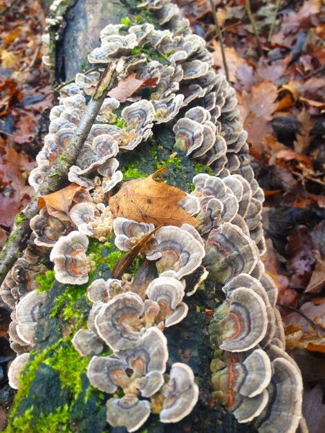 Foto funghi che crescono su alberi caduti