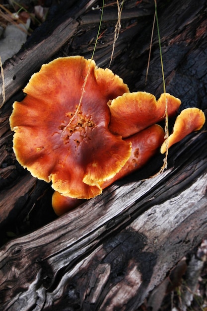 Foto fungo che cresce su un tronco d'albero