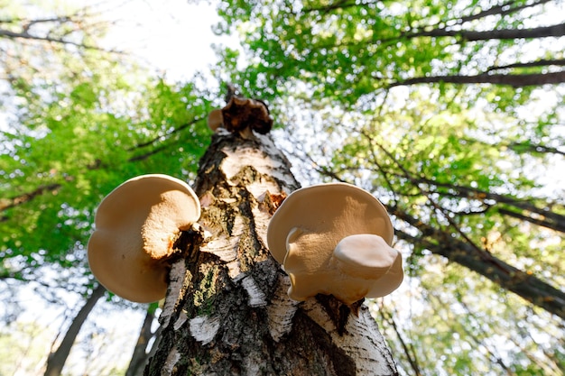 Fungus is a parasite growing on a tree