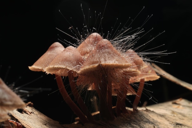 fungus is a parasite on the mushroom Spinellus fusiger