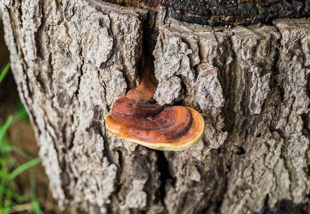 Photo fungus mushroom brown piece grow